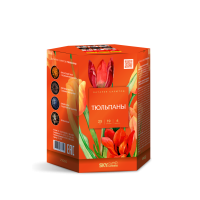 Тюльпаны Салют купить в Петушках | petushki.salutsklad.ru